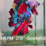 Live Male Betta Red Galaxy Koi Giants Plakat (Sky-1187) High quality what you see what you get!!