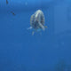 Thai Ranchu Silver 2.50" Body Female (FEB-869)R2B02