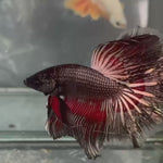 Live Male Betta Black Copper Dragon Over Halfmoon (TNK-A730) High quality what you see what you get!!