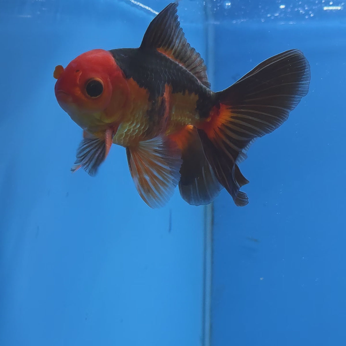 Thai Oranda Apache 2.50" Body male (FEB-748)R2B01