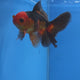 Thai Oranda Apache 2.50" Body male (FEB-748)R2B01