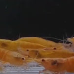 LIVE FRESHWATER AQUARIUM PREMIUM QUALITY SUNKIST SHRIMP NEOCARIDINA 10/$30, 20/$50 (FS-25)