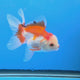 Thai Oranda Red & White 2.5" Body Malle (FEB-907)R3B20