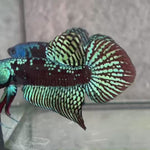 Live Male Betta Green Samurai Alien Hybrid Wild Plakat (BID-131)S060 High quality what you see what you get!!