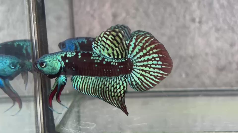 Live Male Betta Green Samurai Alien Hybrid Wild Plakat (BID-131)S060 High quality what you see what you get!!