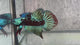 Live Male Betta Green Samurai Alien Hybrid Wild Plakat (BID-131)S060 High quality what you see what you get!!