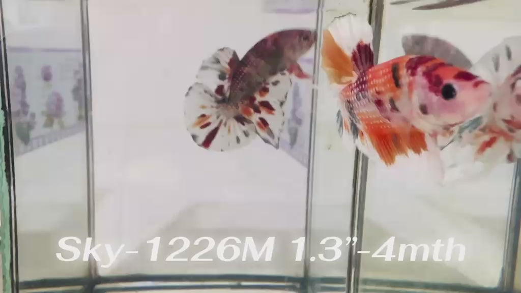 Live Male Betta Orange Copper Koi Metallic Plakat (Sky-1226) High quality What you see What you get!!