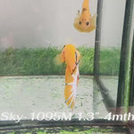 Live Male Betta Fancy Yellow Hellboy Startail Plakat (Sky-1095)S318 High quality What you see What you get!!