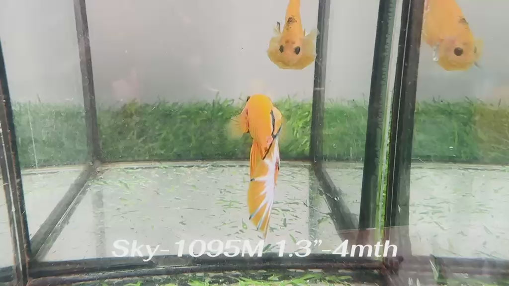 Live Male Betta Fancy Yellow Hellboy Startail Plakat (Sky-1095) High quality What you see What you get!!