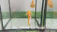 Live Male Betta Fancy Yellow Hellboy Startail Plakat (Sky-1095) High quality What you see What you get!!