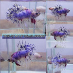 Live Male Betta Fancy marble Crowntail Plakat High quality (TNK-37) what you see what you get!
