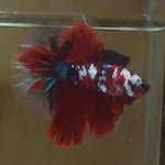 Live Male Betta Red Galaxy Koi Halfmoon (MKP-520) High quality what you see what you get!!