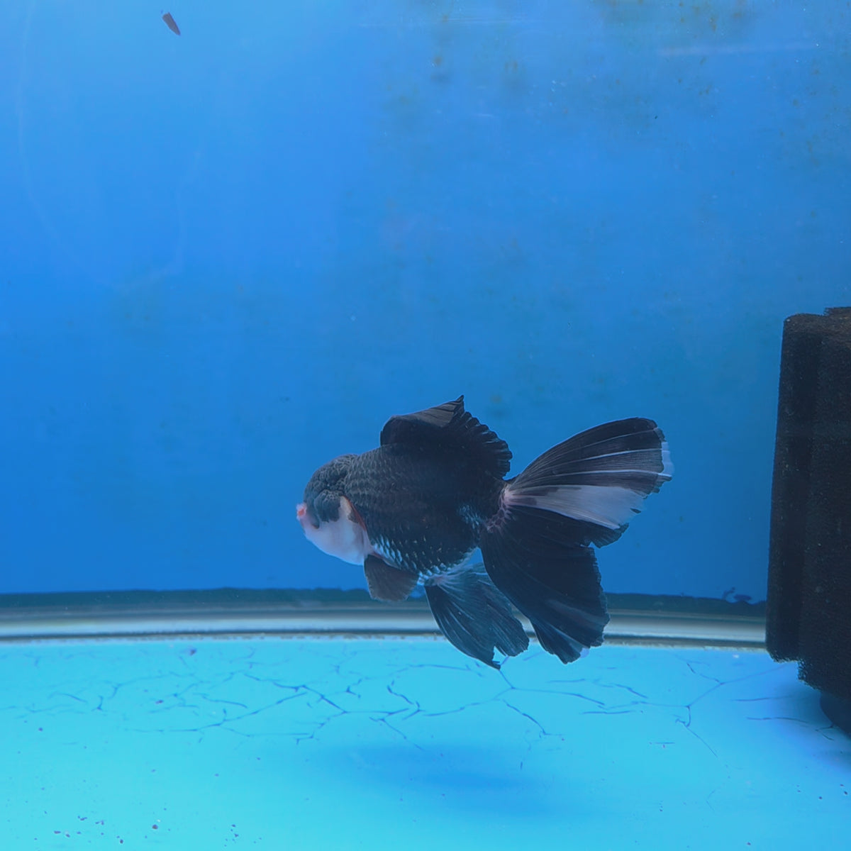 Thai Oranda Panda 3.0" Body Male (FEB-860)