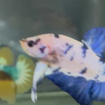 Live Male Betta Blue rim Marble Polkadot Plakat (TNK-A216) High quality What you see What you get!!
