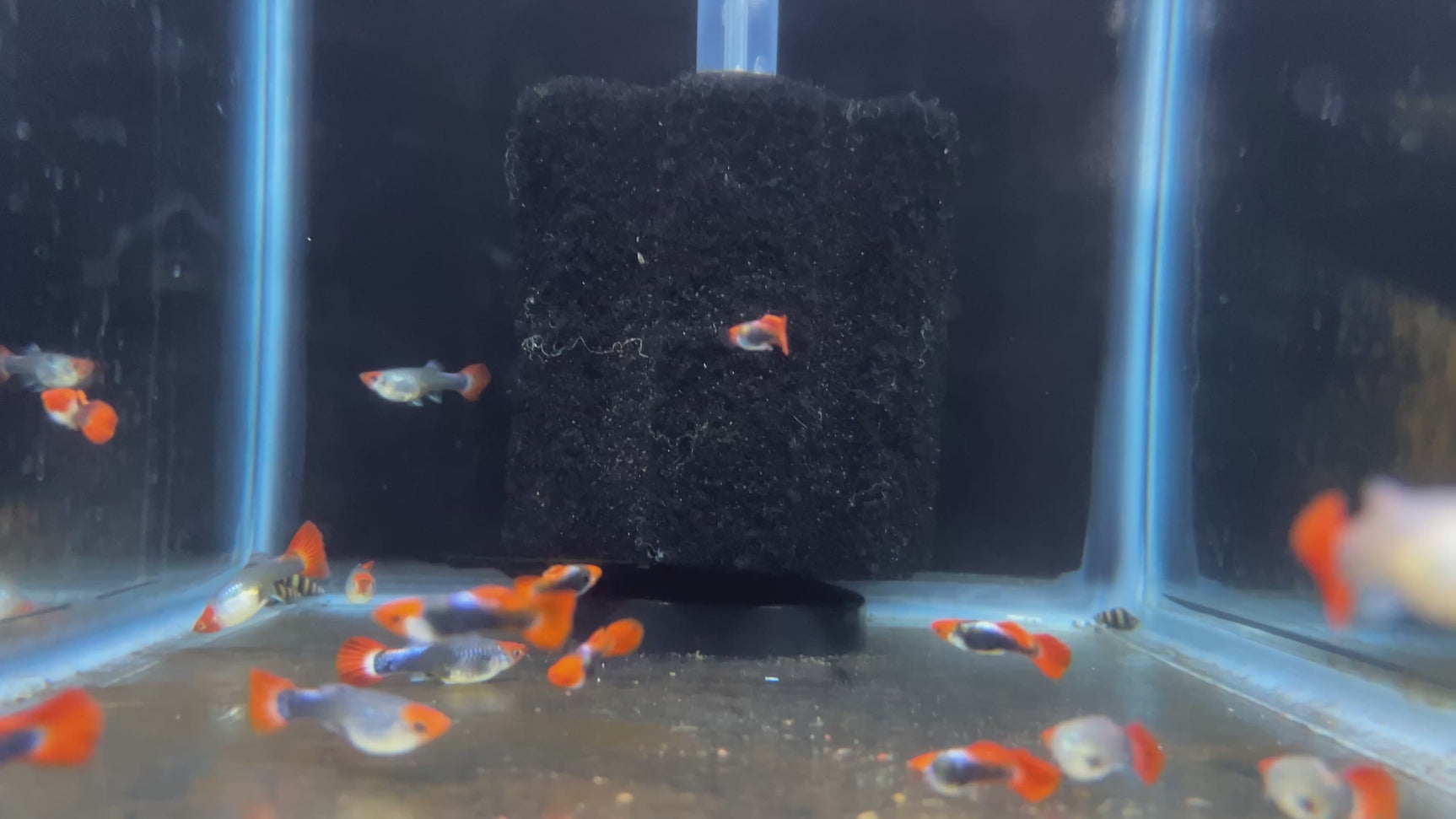  Koi Tuxedo Guppy