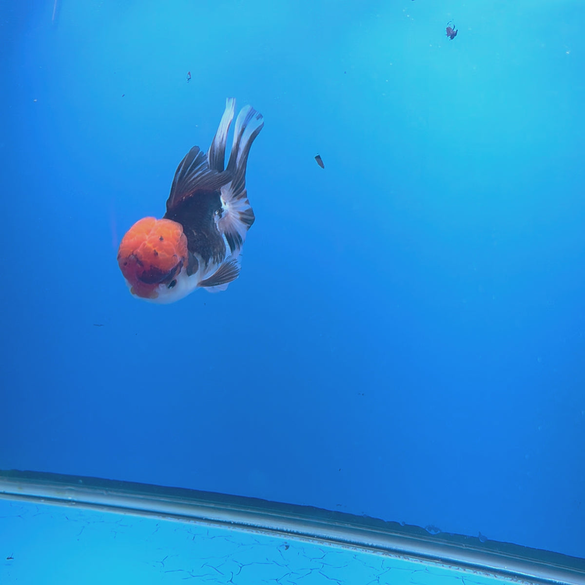 Thai Oranda Red Cap Panda 3.5" Body Male (FEB-756)R2B07