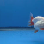 Thai Red & White Ranchu 3.5” Body Female(FEB-408) BLUETUBD
