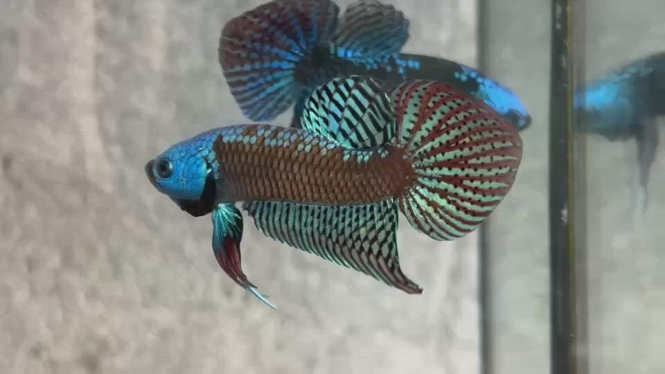 Live Male Betta Green Samurai Alien Hybrid Wild Plakat (BID-135)S275 High quality what you see what you get!!