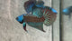 Live Male Betta Green Samurai Alien Hybrid Wild Plakat (BID-135)S275 High quality what you see what you get!!