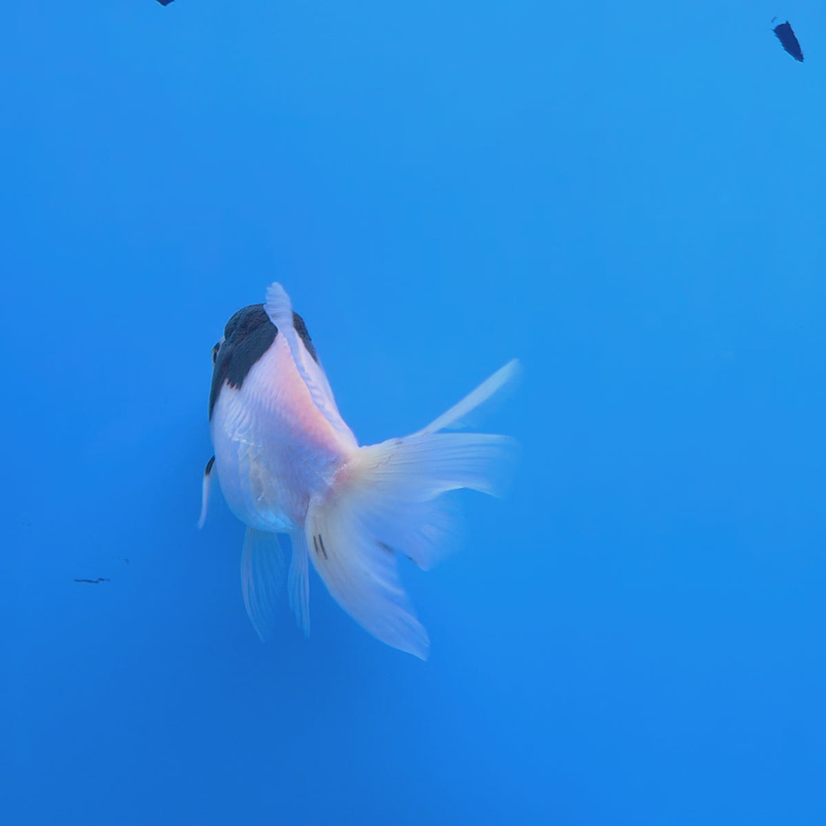 Thai Oranda Panda 2.5" Body Female (FEB-906)R3B20