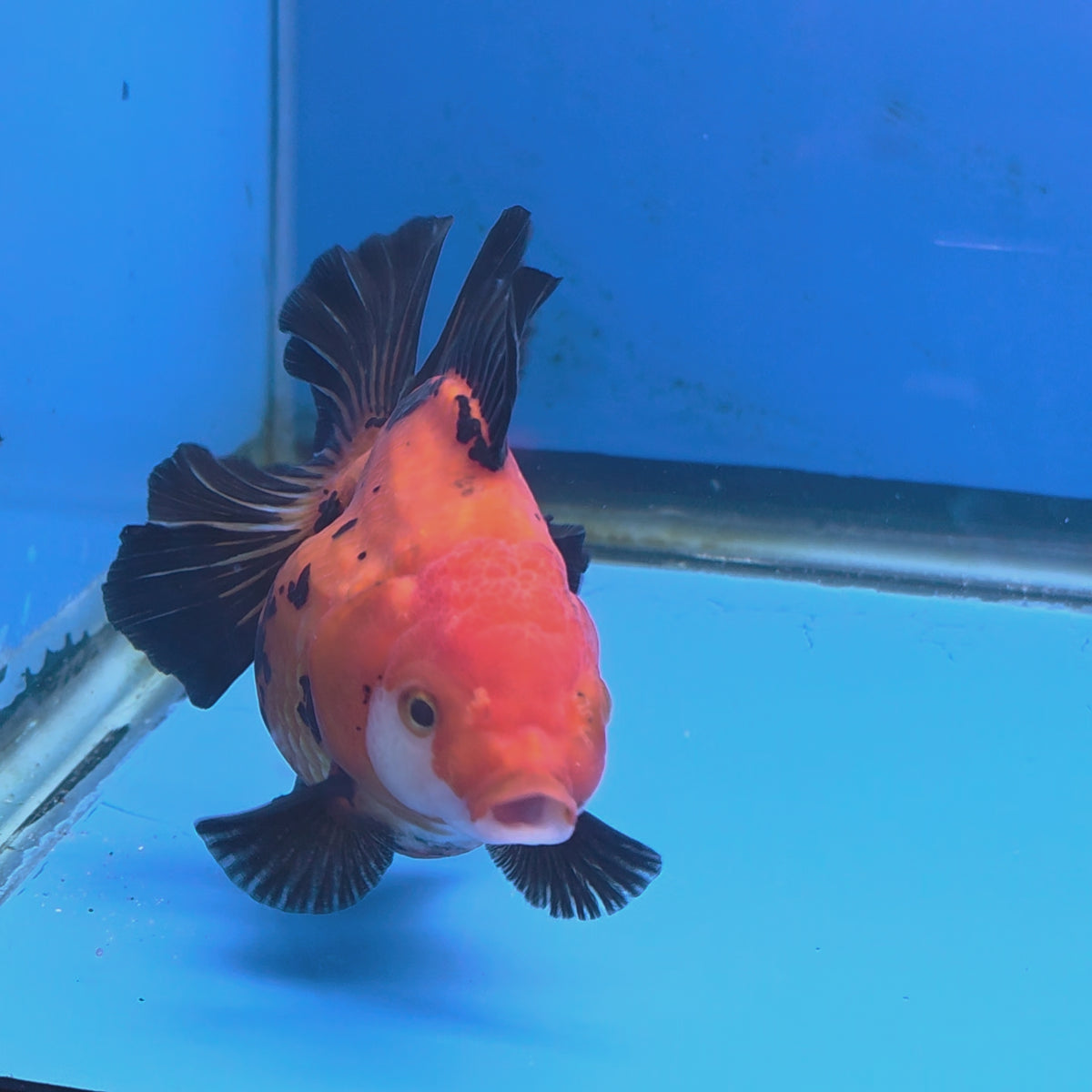 Thai Oranda Apache/Tiger 3.25” Female(FEB-896)R2A09