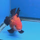Thai Oranda Apache/Tiger 3.25” Female(FEB-896)R2A09