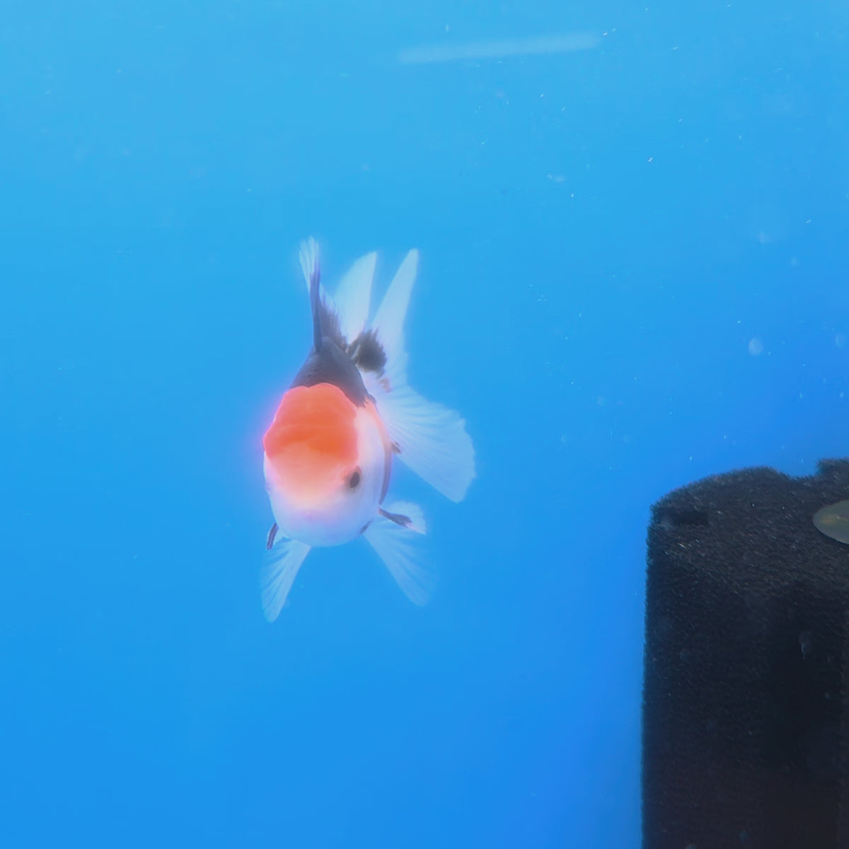 Thai Oranda Tri-Color 2.5" Body Male (FEB-903)R3B20