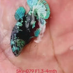 Live Female Betta Black Galaxy Avatar Plakat (Sky-079) High quality what you see what you get!!i