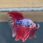 Live Male Betta Red Fancy marble Halfmoon (TNK-827) S364 High quality what you see what you get!!