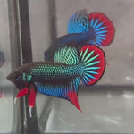 Live Male Betta Green Red Original Imbellis Wild Plakat (BID-177) High quality what you see what you get!!