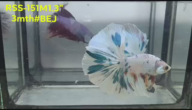 Live Male Betta Fancy Marble Polkadot Over Halfmoon (RSS-151)High quality what you see what you get!!