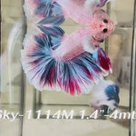 Live Male Betta Fancy Pastel colors Halfmoon Rosetail (Sky-1114)S292 High quality what you see what you get!!