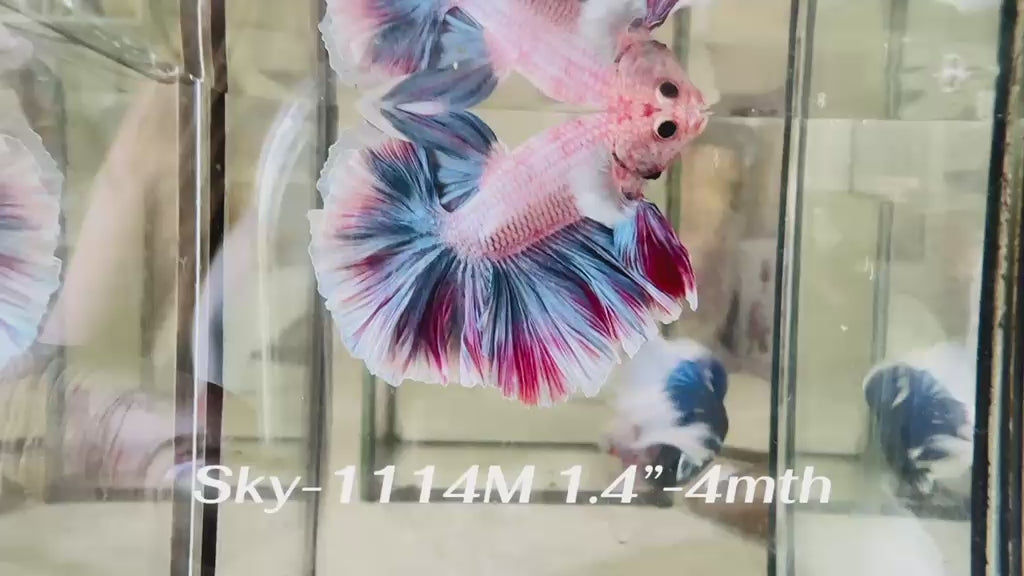 Live Male Betta Fancy Pastel colors Halfmoon Rosetail (Sky-1114)S292 High quality what you see what you get!!