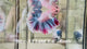 Live Male Betta Fancy Pastel colors Halfmoon Rosetail (Sky-1114)S292 High quality what you see what you get!!