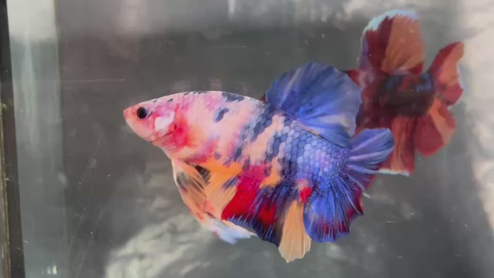 Live Male Betta Fancy Marble Three colors Giants Plakat (TNK-A620)S166 High quality what you see what you get!!