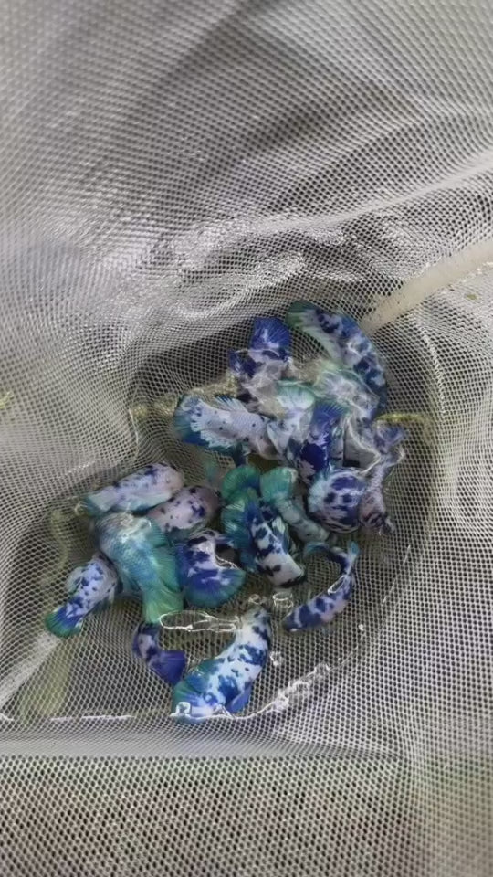BLUE MARBLE DOT FEMALE BETTA Sorority Group Our Choice (CBG-052)