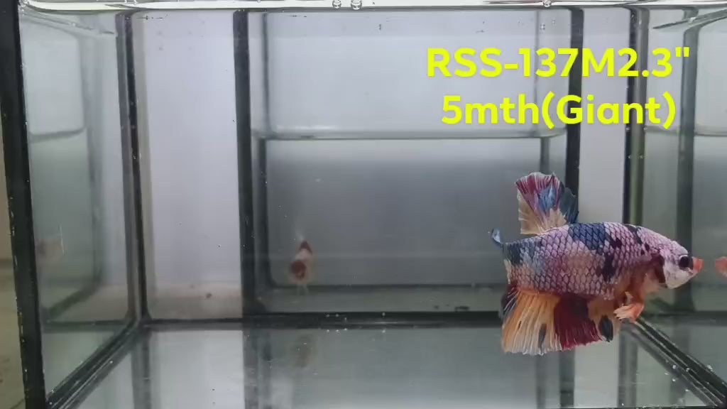 Live Male Betta Candy Marble Giants Plakat (RSS-137) High quality what you see what you get!!