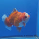 Thai Jumbo Oranda Red & White 5in Female (FEB-235)R2A06