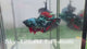 Live Male Betta Black Galaxy Avatar Halfmoon (Sky-1254) High quality What you see What you get!!