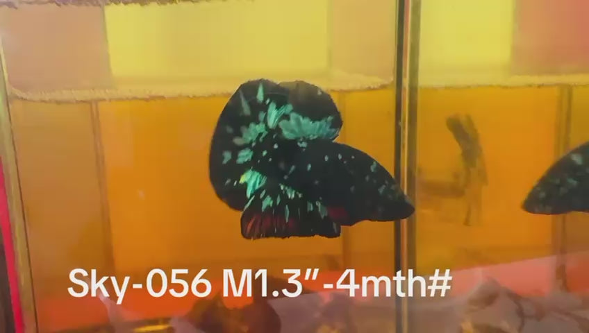 Live Male Betta Black Galaxy Avatar Plakat (Sky-056) High quality what you see what you get!!