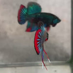 Live Male Betta Green Red Original Imbellis Wild Plakat (BID-110)S213 High quality what you see what you get!!