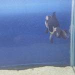 Thai Oranda Panda Female 3.5in (FEB-508)R2B18