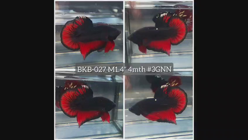Live Male Betta Black Red Vampire Plakat (BKB-027) High quality what you see what you get!!