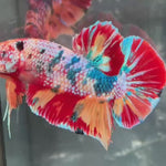 Live Male Betta Candy Multicolors Giants Plakat (TNK-A569) S268 High quality What you see What you get!!
