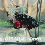 Live Male Betta Black copper Galaxy stardust Plakat (Sky-019) High quality what you see what you get!!