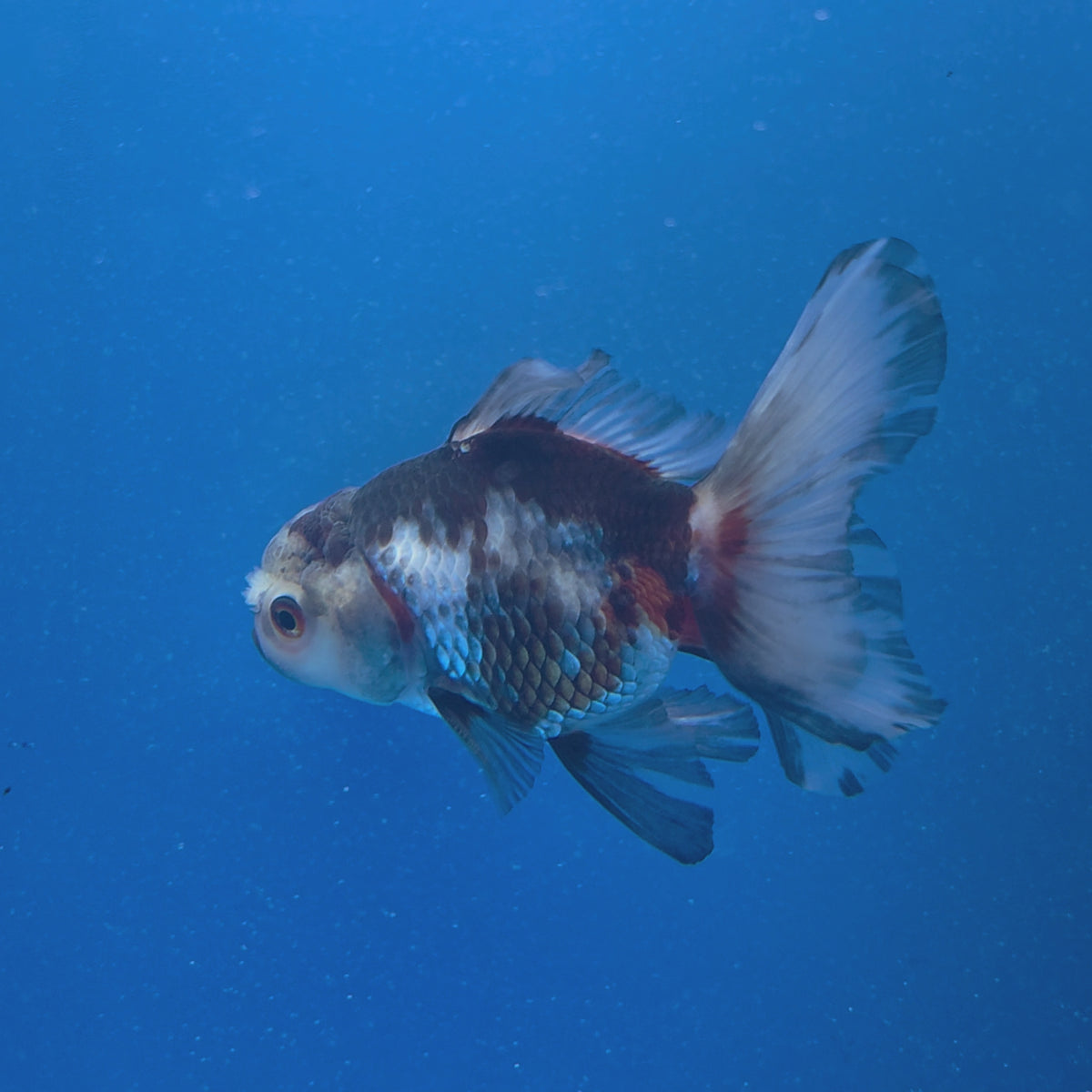 Thai Oranda Tri-Color 3.00" Body Male (FEB-795)R1B03