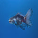 Thai Oranda Tri-Color 3.00" Body Male (FEB-795)R1B03