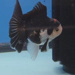 Thai Oranda Panda Tancho Color 2.5 in Body Male (FEB-532)R3A06