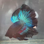 Live Male Betta Blue Black Light Over Halfmoon (TNK-A131) High quality What you see What you get!!