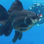 Thai Oranda JUMBO Panda 4” Body Female(CK-1553)BLUETUB-A